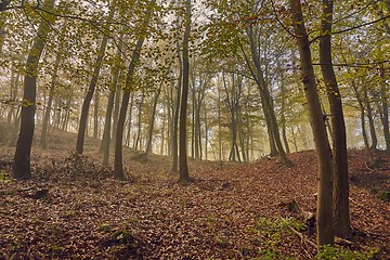 Image showing Autumn trees in the woods