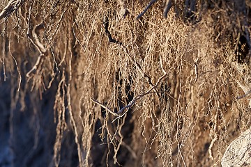 Image showing Roots under ground