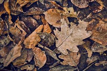 Image showing Fallen autumn leaves