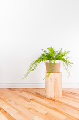 Image showing Beautiful Asparagus fern plant in a basket