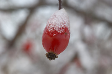 Image showing Rose hip