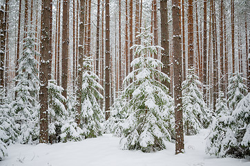 Image showing Firs and pines in the forest after snowfall