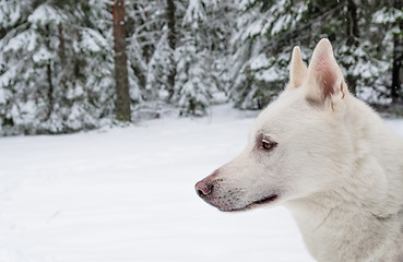 Image showing Muzzle white Husky profile, close-up