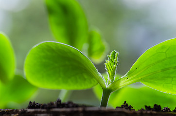 Image showing Young sprouts vegetable marrow in the spring time, close-up