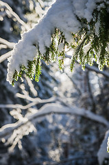 Image showing A branch of spruce under the snow backlit by sunlight