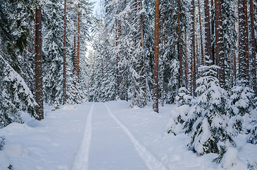 Image showing The road through the beautiful coniferous snowy forest