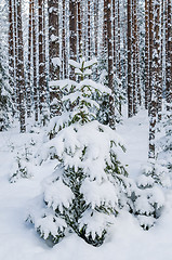 Image showing Firs and pines in the forest after snowfall