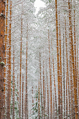 Image showing Trunks of pine trees in the forest after snowfall, close-up