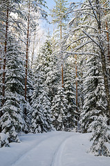 Image showing The road through the beautiful coniferous snowy forest