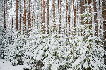 Image showing Firs and pines in the forest after snowfall