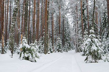 Image showing Road through snowy forest