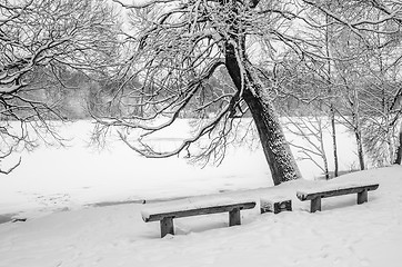 Image showing Snow-covered park by the river, close-up