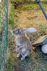 Image showing The amusing grey rabbit in a shelter