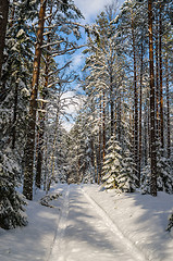 Image showing The road through the beautiful coniferous snowy forest