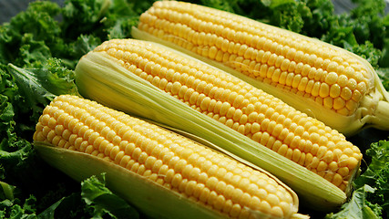 Image showing Corn ears in green 