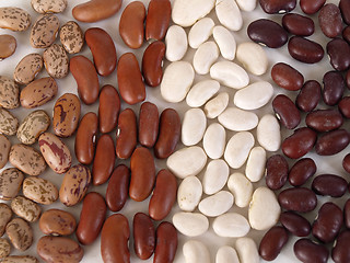 Image showing Dried Beans