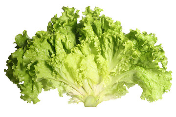 Image showing Lettuce