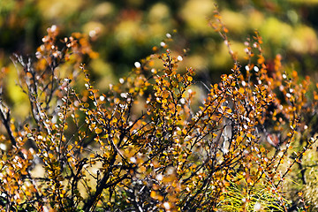 Image showing Betula nana (dwarf birch). Northern Sweden