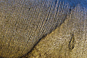 Image showing Closeup of a beech bark