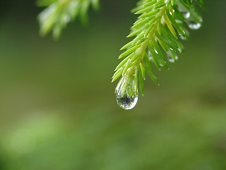 Image showing Reflection of forest in raindrop