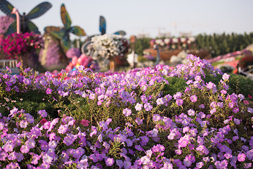 Image showing Dubai miracle garden