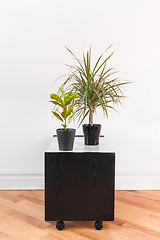 Image showing Madagascar dragon tree and Croton plant on a black table