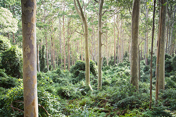 Image showing Spotted gum Corymbia maculata forest