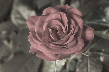 Image showing The rose