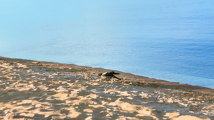 Image showing One Gray Crow Walking On The Beach Near The Water