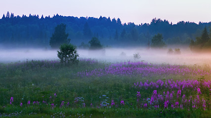 Image showing White Morning Mist On A Flowering Summer Meadow