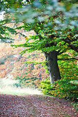 Image showing Autumn forest. Italian landscape.