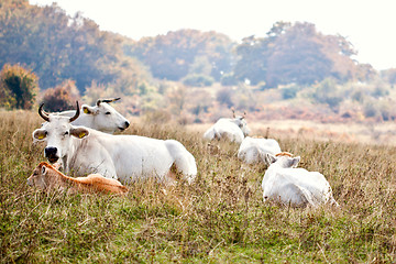 Image showing View of cows lying on grass at the meadow. 