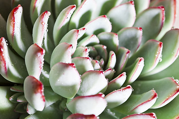 Image showing Succulent or cactus with water drops.