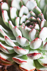 Image showing Succulent or cactus with water drops.