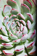 Image showing Succulent or cactus with water drops.