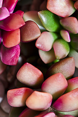 Image showing Small pink succulent or cactus.