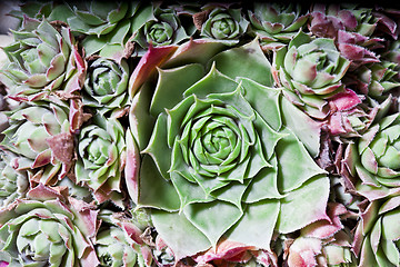 Image showing Cactus succulents overhead.