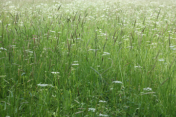 Image showing Flowering herbs