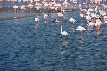 Image showing Flock of adorable pink flamingos