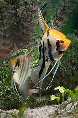 Image showing Two Angelfish