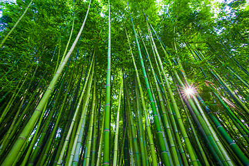 Image showing Bamboo forest in Anduze, France