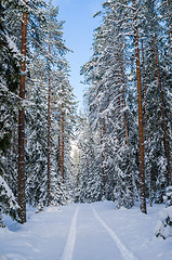 Image showing The road through the beautiful coniferous snowy forest