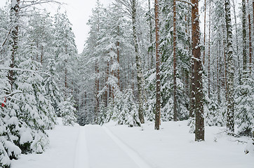 Image showing Road through snowy forest