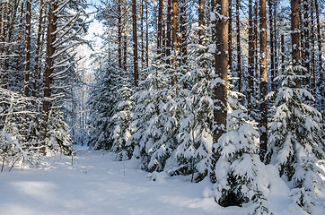 Image showing Firs and pines in the forest after snowfall