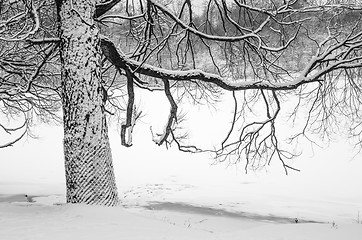 Image showing Snow-covered tree by the river, close-up