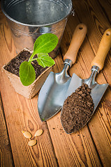 Image showing Seedlings zucchini and garden tools on a wooden surface