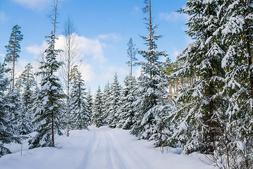 Image showing The road through the beautiful coniferous snowy forest