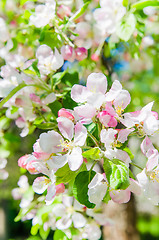 Image showing Blooming apple tree close-up