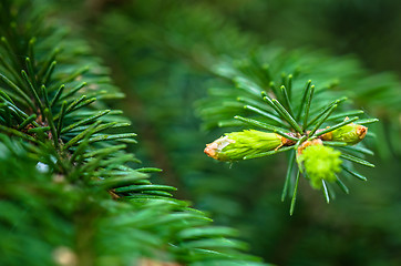 Image showing Branch of spruce with sprouts in spring time, close-up