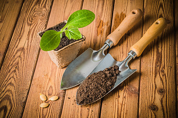 Image showing Seedlings zucchini and garden tools on a wooden surface